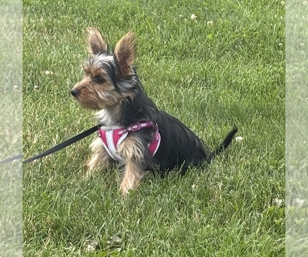 Medium Photo #3 Yorkshire Terrier Puppy For Sale in ROCK STREAM, NY, USA