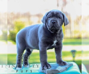 Cane Corso Puppy for sale in LANCASTER, PA, USA