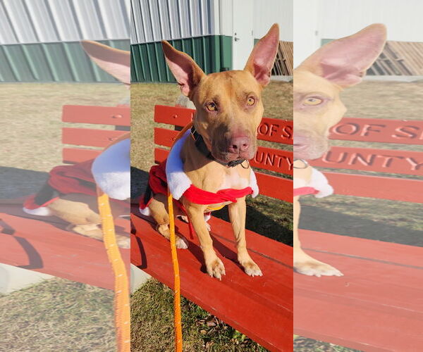 Medium Photo #11 Carolina Dog-Pharaoh Hound Mix Puppy For Sale in Rockaway, NJ, USA