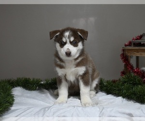 Siberian Husky Puppy for sale in HOLMESVILLE, OH, USA