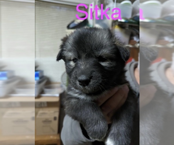 Medium Photo #28 Siberian Husky Puppy For Sale in MONROE, NC, USA