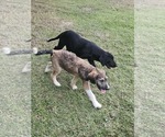 Small #2 Poodle (Standard) Mix