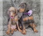 Small Photo #36 Doberman Pinscher Puppy For Sale in POMEROY, OH, USA