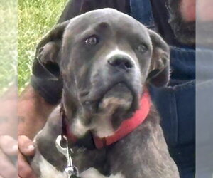 Mutt Dogs for adoption in Rustburg, VA, USA
