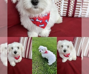 Maltese Puppy for sale in RICHMOND, IL, USA