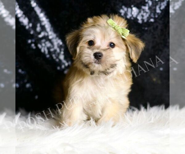 Medium Photo #2 Morkie Puppy For Sale in WARSAW, IN, USA