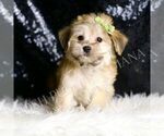 Small #1 Morkie