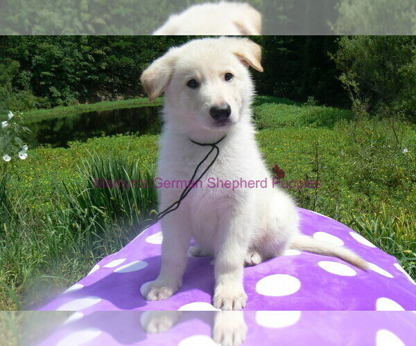 Medium Photo #3 German Shepherd Dog Puppy For Sale in PIEDMONT, MO, USA
