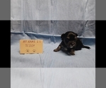Small #6 Maltipoo