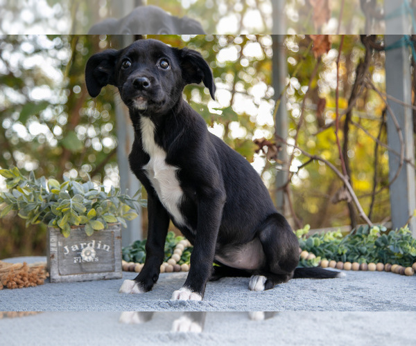 Medium Photo #2 Border Collie-Boxer Mix Puppy For Sale in MILLERSBURG, IN, USA