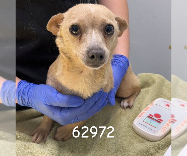 Medium Photo #1 Dachshund Puppy For Sale in Chico, CA, USA