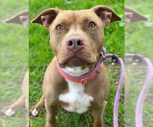 Mutt Dogs for adoption in Woodland, CA, USA