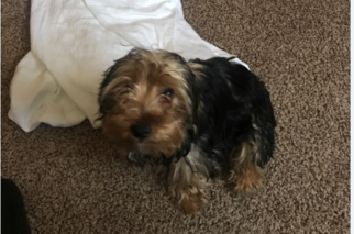 Yorkshire Terrier Puppy for sale in DEARBORN HEIGHTS, MI, USA