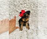 Small Yorkshire Terrier