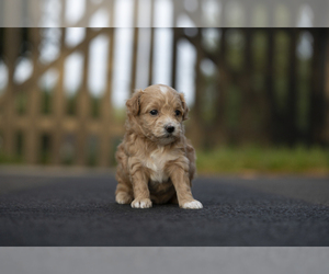 Bichpoo-Maltipoo Mix Puppy for sale in LEESBURG, VA, USA