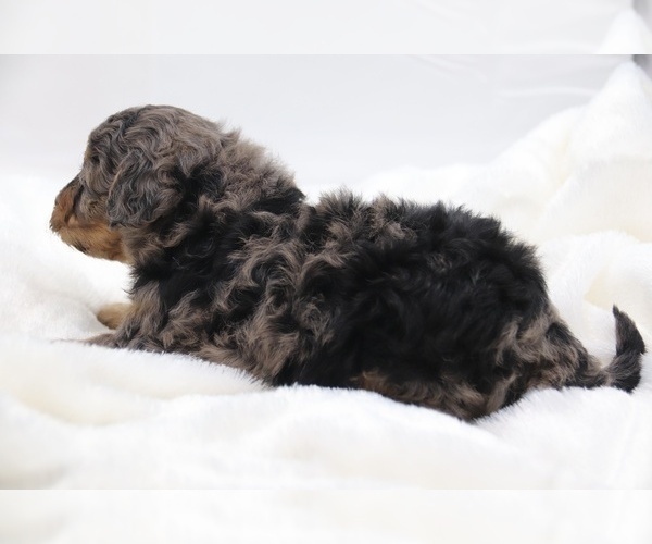 Medium Photo #36 Cockapoo Puppy For Sale in RIPLEY, TN, USA