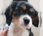 Small Photo #1 Cavalier King Charles Spaniel Puppy For Sale in ALVARADO, TX, USA