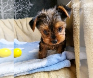 Yorkshire Terrier Puppy for sale in NEWNAN, GA, USA