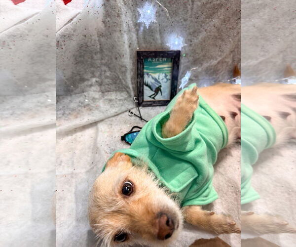 Medium Photo #4 Mutt Puppy For Sale in New London, WI, USA