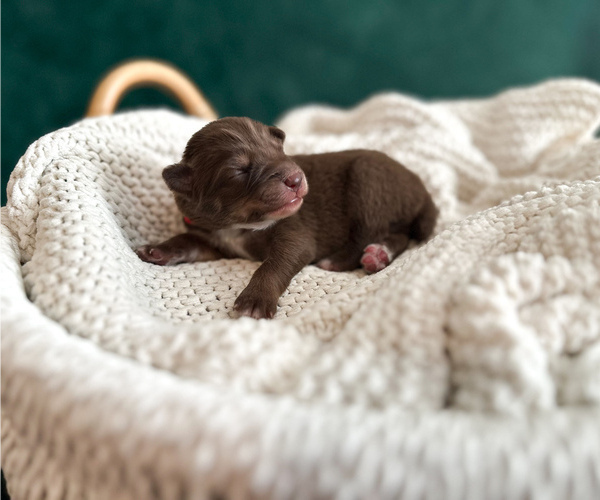 Medium Photo #3 Australian Shepherd Puppy For Sale in BOUTON, IA, USA