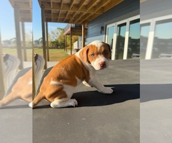 Medium Photo #1 American Pit Bull Terrier-Labrador Retriever Mix Puppy For Sale in PORT HURON, MI, USA