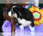 Small Photo #15 Miniature Australian Shepherd Puppy For Sale in SEQUIM, WA, USA