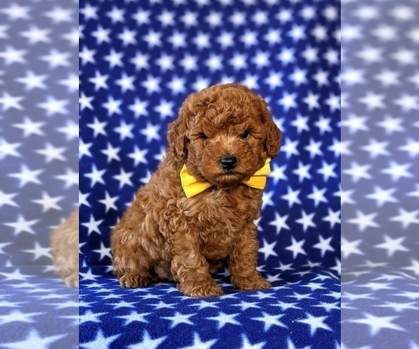 Medium Photo #1 Poodle (Miniature) Puppy For Sale in NEW PROVIDENCE, PA, USA