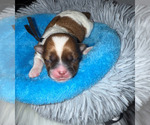 Small #1 Shorkie Tzu