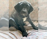 Small Photo #12 American Bandogge mastiff Puppy For Sale in FORT GARLAND, CO, USA