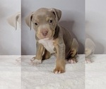 Small Photo #1 American Pit Bull Terrier Puppy For Sale in CLEMSON, SC, USA