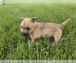 Small #5 Cairn Terrier