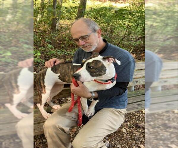 Medium Photo #2 American Pit Bull Terrier Puppy For Sale in Derwood, MD, USA