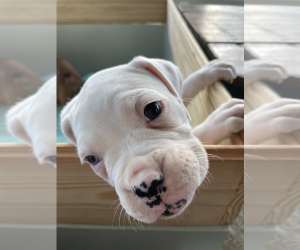 Medium Photo #5 Boxer Puppy For Sale in LOCUST DALE, VA, USA