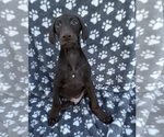 Puppy Red Melanistic Doberman Pinscher