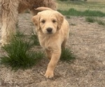 Puppy Peanut Goldendoodle