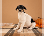 Small #3 Doberman Pinscher-Rat Terrier Mix