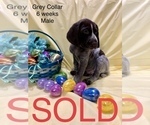 Small Photo #16 German Shorthaired Pointer Puppy For Sale in VISALIA, CA, USA