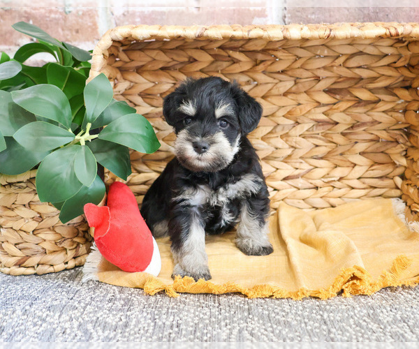 Medium Photo #7 Schnauzer (Miniature) Puppy For Sale in SYRACUSE, IN, USA