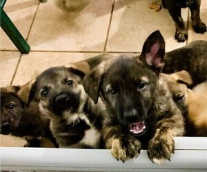 Cane Corso-German Shepherd Dog Mix Puppy for Sale in BURKESVILLE, Kentucky USA