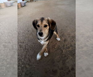 Beagle-Unknown Mix Dogs for adoption in Apple Valley, CA, USA