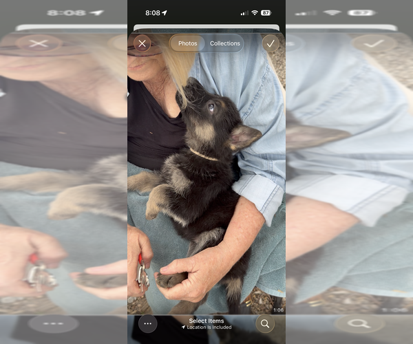 Medium Photo #5 German Shepherd Dog Puppy For Sale in FORT WAYNE, IN, USA