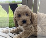 Small #5 Cockapoo