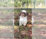 Small #7 Shih Tzu