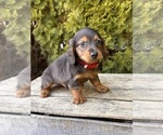 Small #4 Dachshund