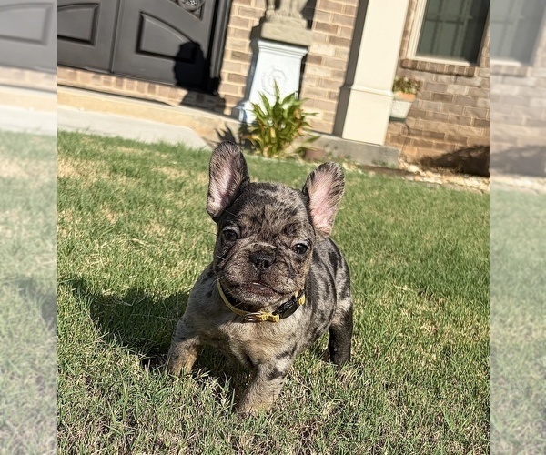 Medium Photo #4 French Bulldog Puppy For Sale in SNELLVILLE, GA, USA