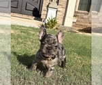 Tilly Milly - Female French Bulldog Puppy for Sale - Photo #4