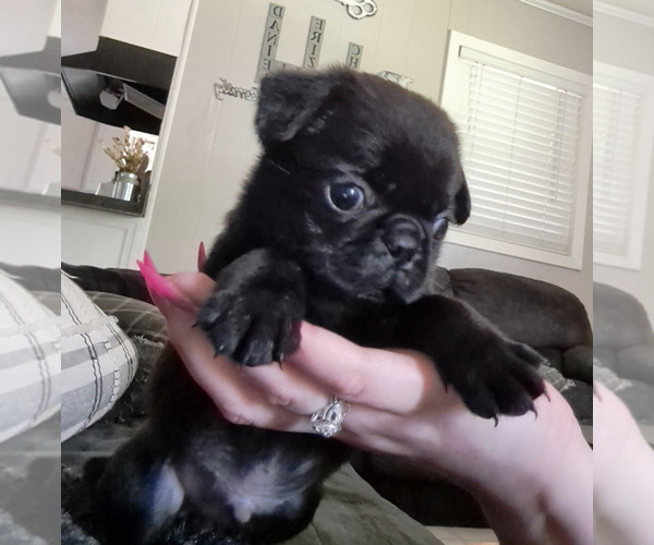 Medium Photo #13 Pug Puppy For Sale in NEW BERN, NC, USA