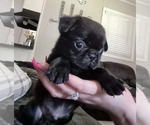 Small #5 Pug