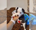 Small Photo #8 French Bulldog-Mini Australian Shepterrier Mix Puppy For Sale in JACKSONVILLE, FL, USA