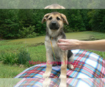 Small #3 German Shepherd Dog